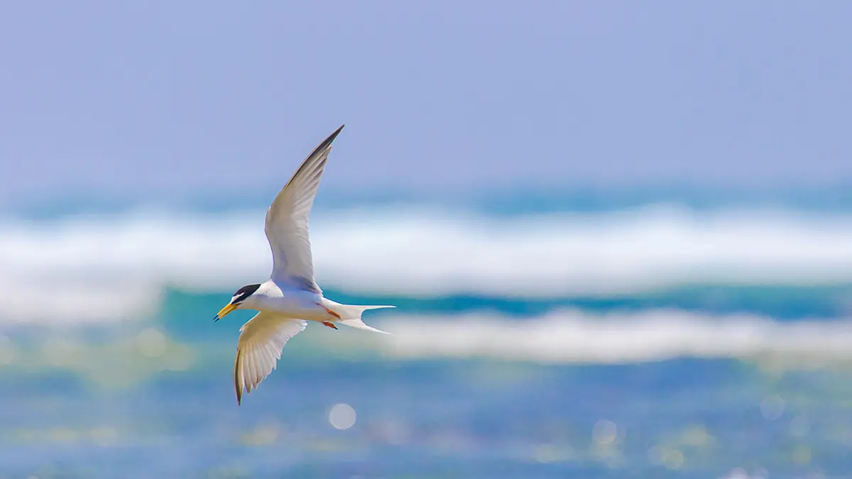 Tasarım süreci – Sterna Paradisea